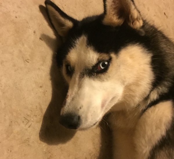 Safe Siberian Husky in Lindale, TX