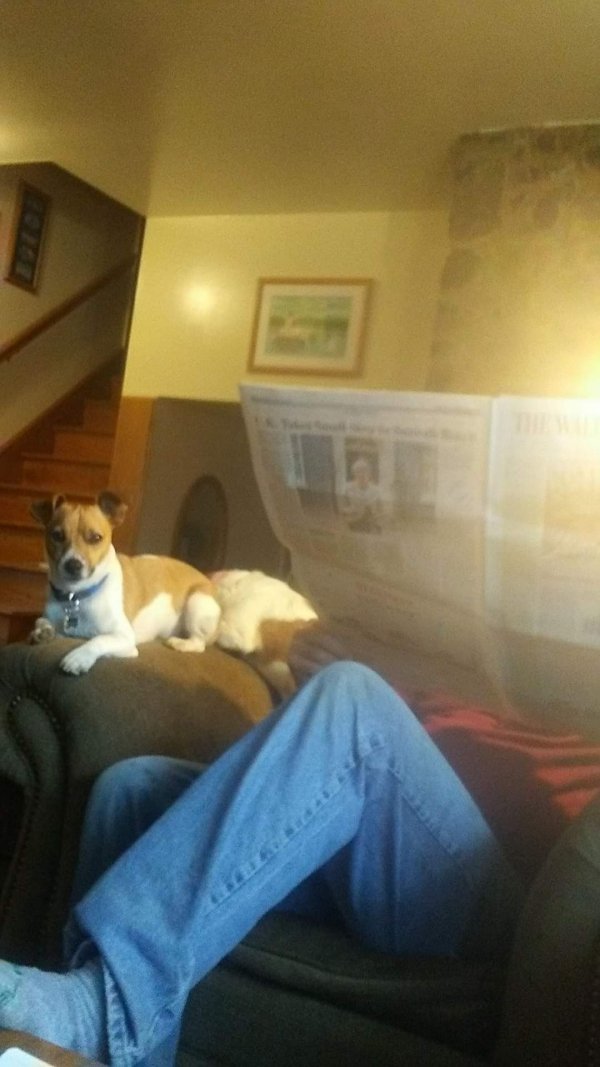 Safe Jack Russell Terrier in Louisa, VA