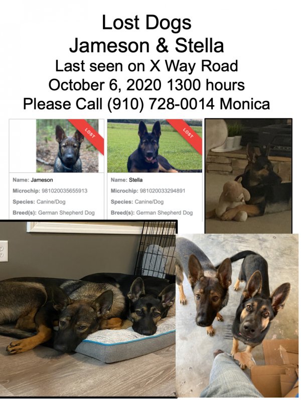 Safe German Shepherd Dog in Laurinburg, NC