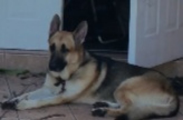 Safe German Shepherd Dog in Homestead, FL