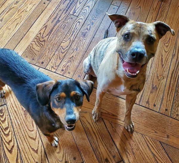 Safe Mutt in Knoxville, TN