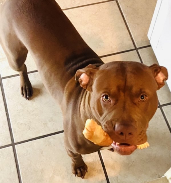Safe Pit Bull in Deland, FL