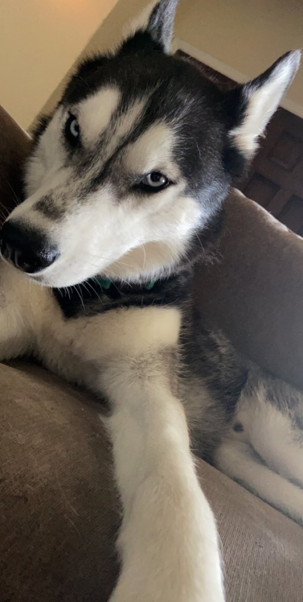 Safe Siberian Husky in Cedar Hill, TX