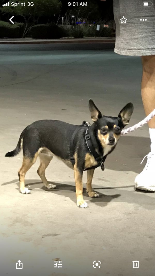 Safe Chihuahua in Austin, TX