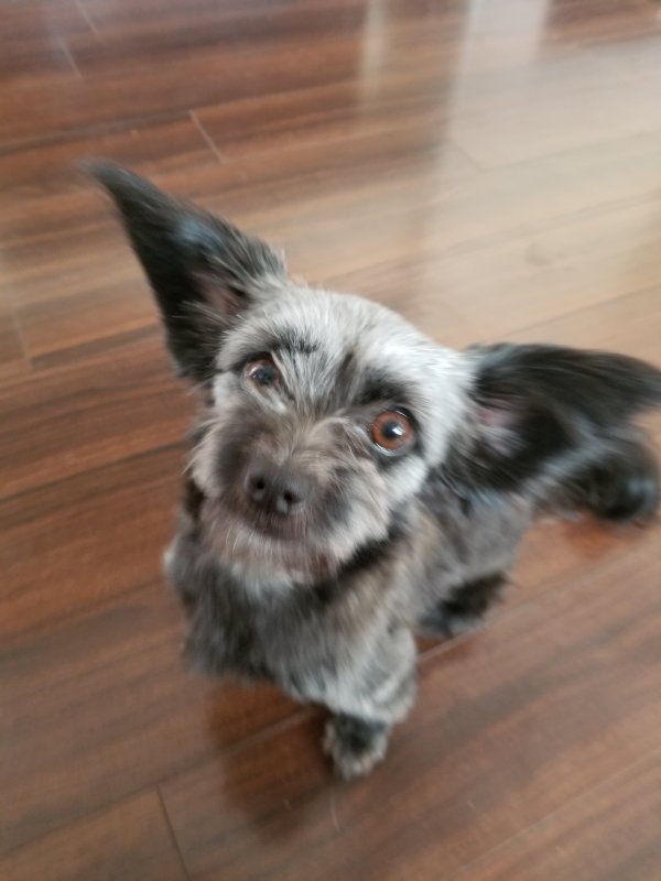 Safe Papillon in Las Vegas, NV