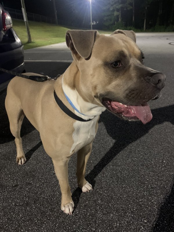 Safe Pit Bull in Mableton, GA