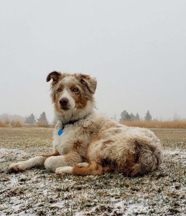 Safe Australian Shepherd in Alta, WY