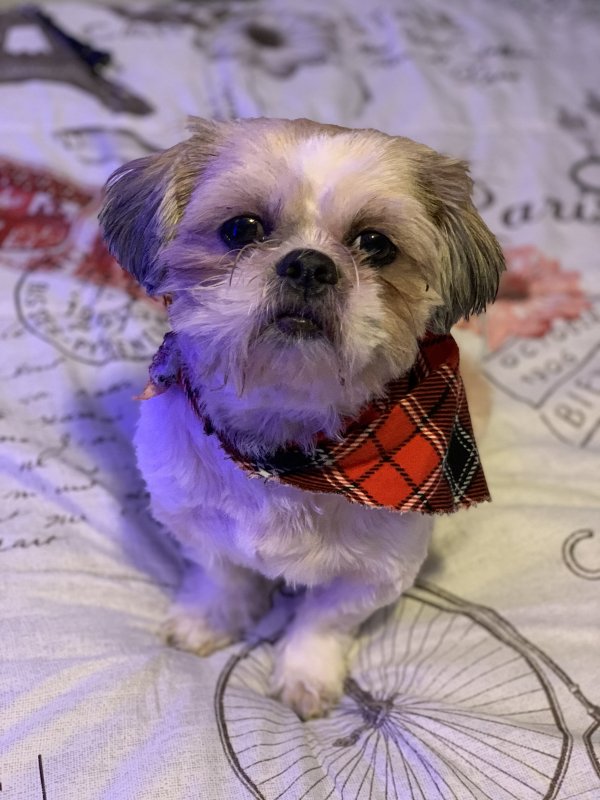 Safe Shih Tzu in Cleveland, OH