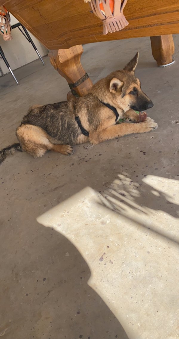 Safe German Shepherd Dog in Floresville, TX US
