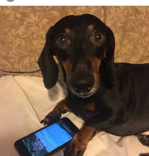 Safe Dachshund in Hialeah, FL