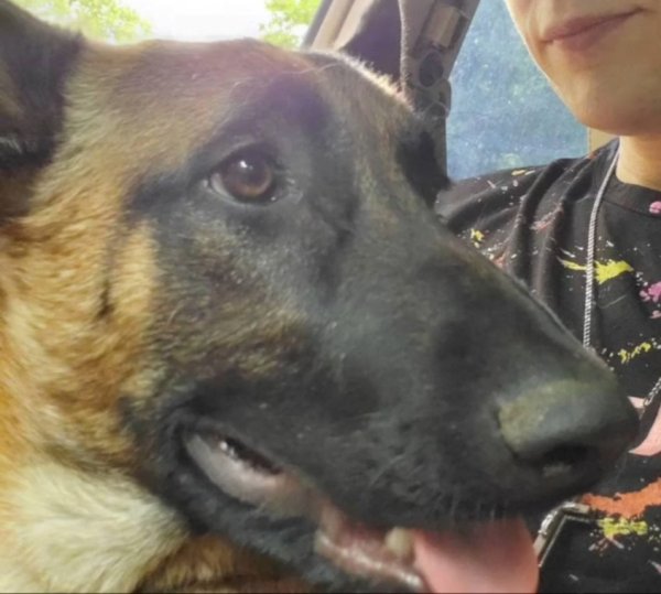 Lost Belgian Malinois 