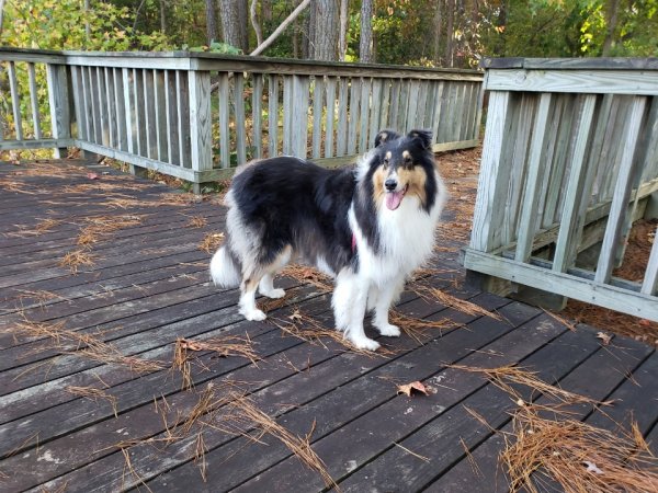 Safe Collie in Dillwyn, VA