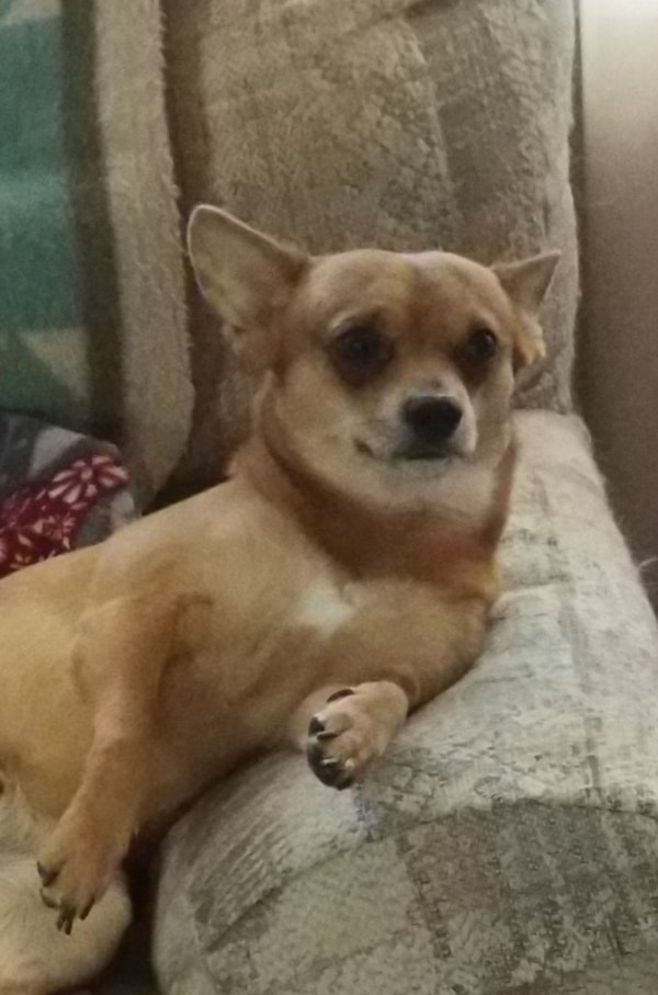 Lost Chihuahua Dog Franklin In Park Hills, Mo Us (63601) - Fido Finder