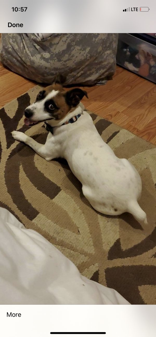 Safe Jack Russell Terrier in York, PA US