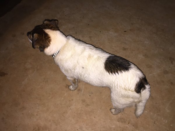 Safe Jack Russell Terrier in Pendergrass, GA
