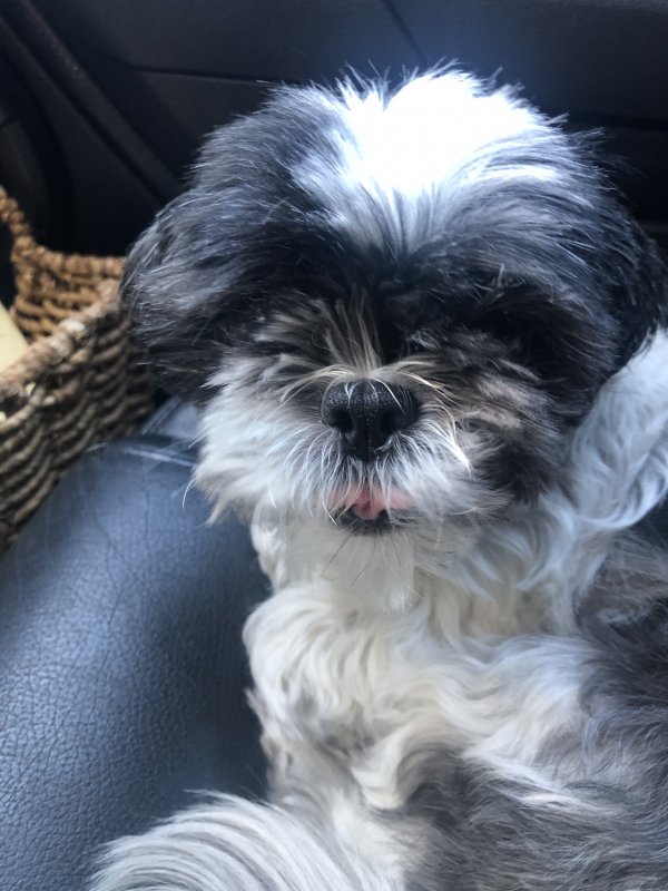 Safe Shih Tzu in Bakersfield, CA