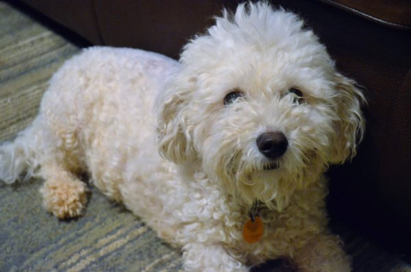 Safe Bichon Frise in Toccoa, GA