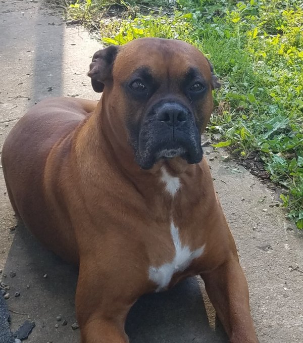 Safe Boxer in Indianapolis, IN US