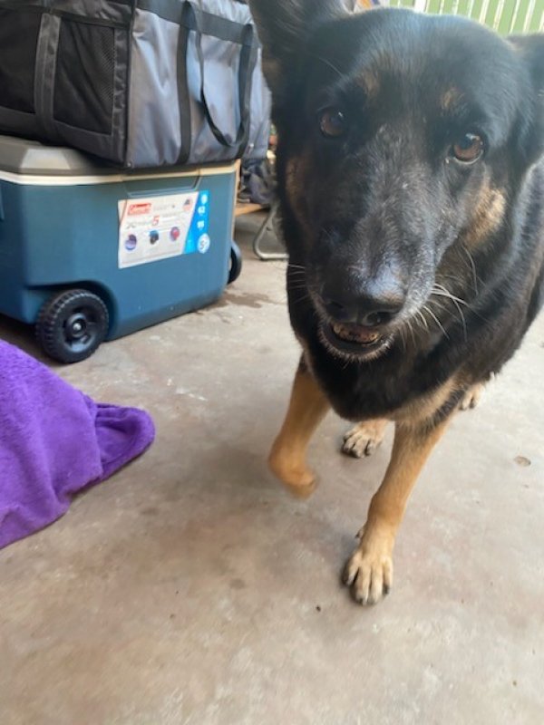 Safe German Shepherd Dog in Phoenix, AZ