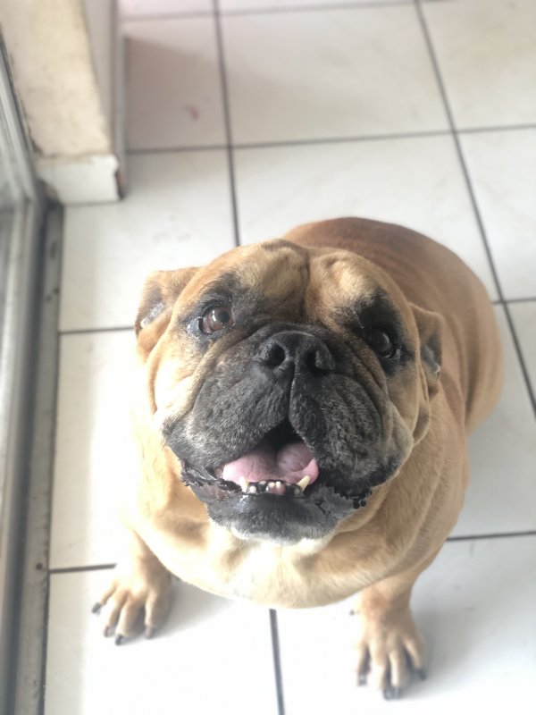 Safe English Bulldog in Miami, FL