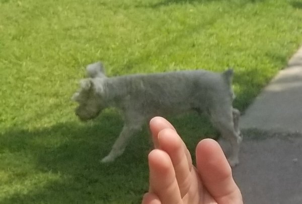 Safe Miniature Schnauzer in Denair, CA