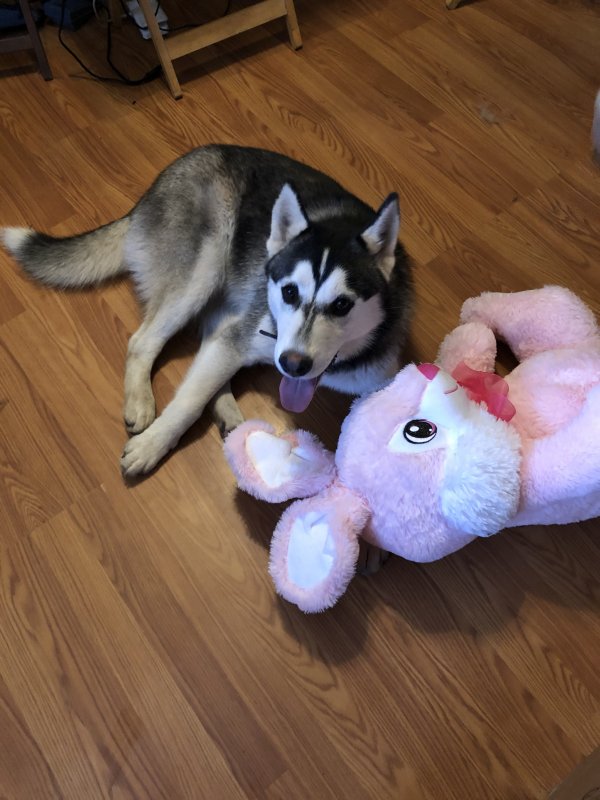 Safe Siberian Husky in San Antonio, TX