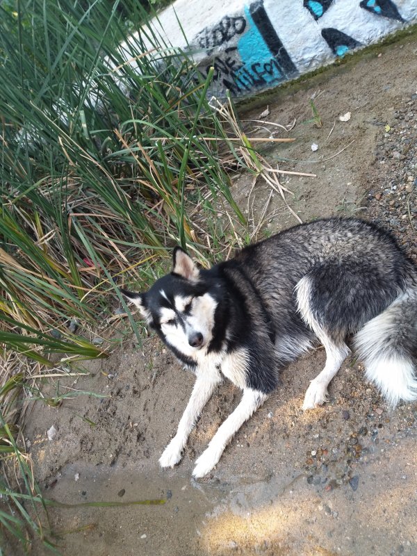 Safe Siberian Husky in California City, CA