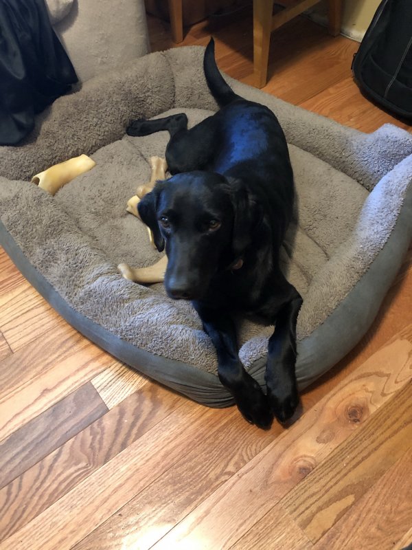 Safe Labrador Retriever in Coal City, IL