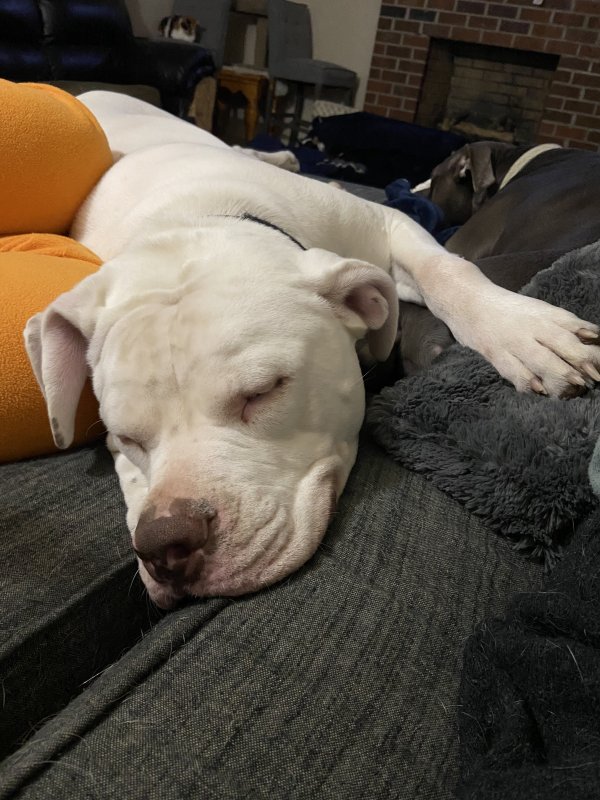 Safe American Bulldog in Toano, VA