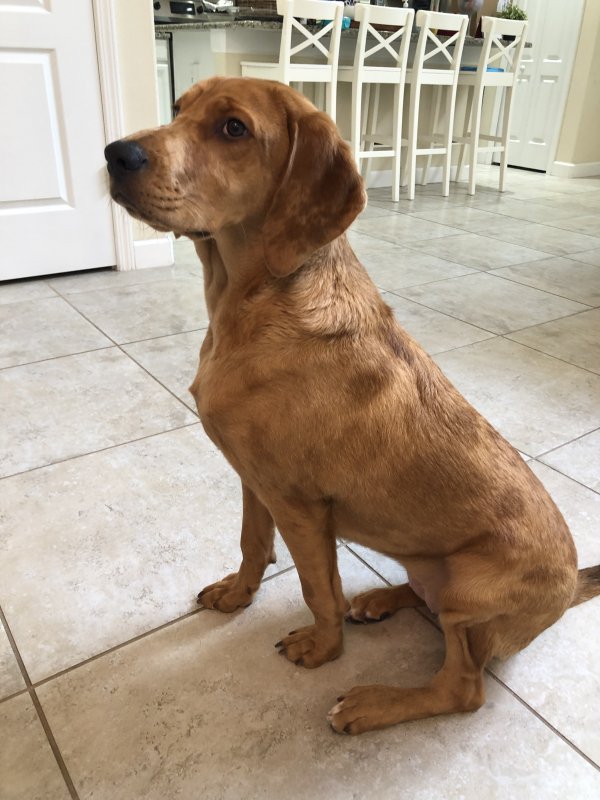 Safe Bloodhound in Kissimmee, FL