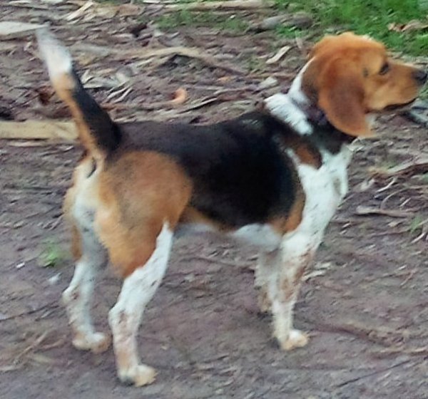 Lost Beagle in Florida