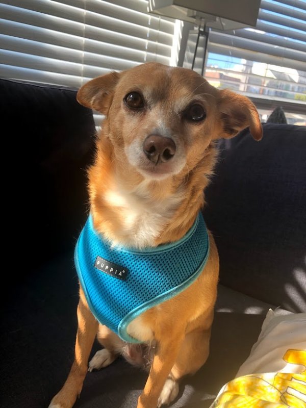 Safe Chihuahua in Carmichael, CA