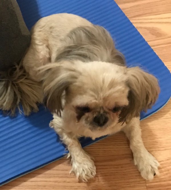 Safe Shih Tzu in Syracuse, NY