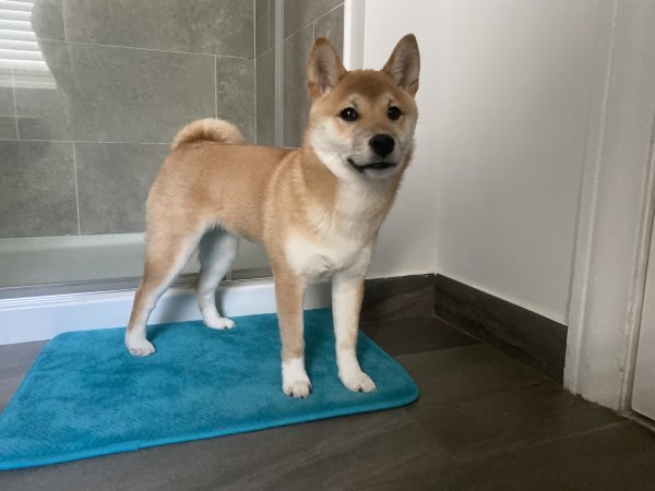 Safe Shiba Inu in Reading, PA