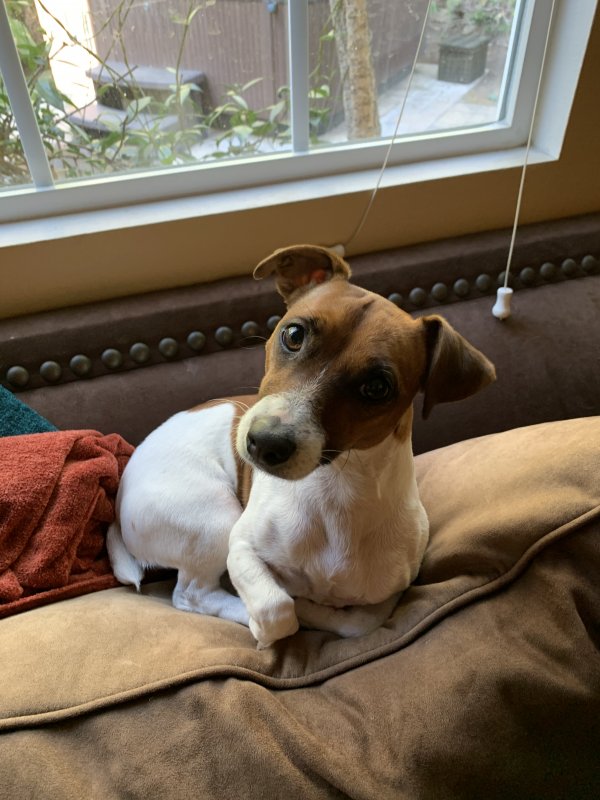 Safe Jack Russell Terrier in Del Mar, CA
