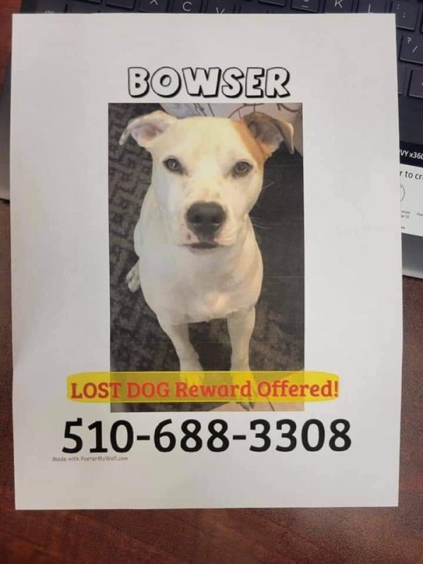 Safe Jack Russell Terrier in Antioch, CA