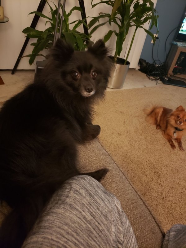 Safe Pomeranian in Germantown, MD