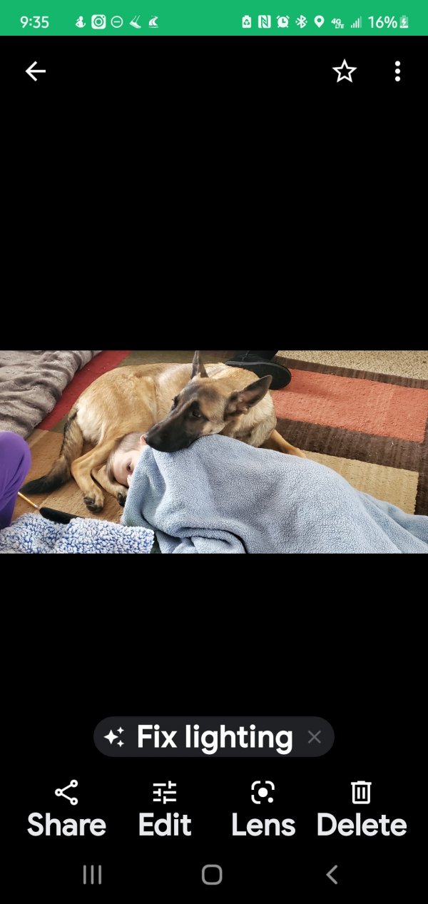 Safe German Shepherd Dog in Wichita, KS