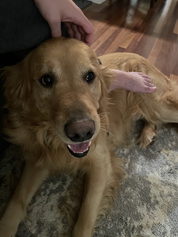 Safe Golden Retriever in Charlotte, NC