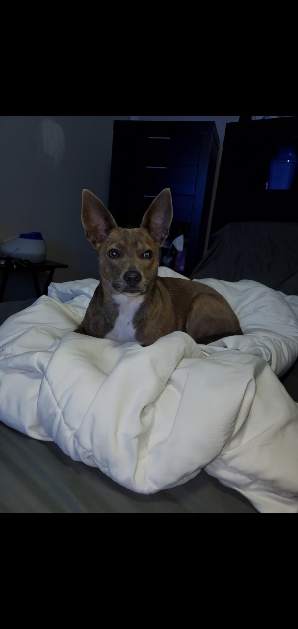 Safe Chihuahua in Opa Locka, FL US