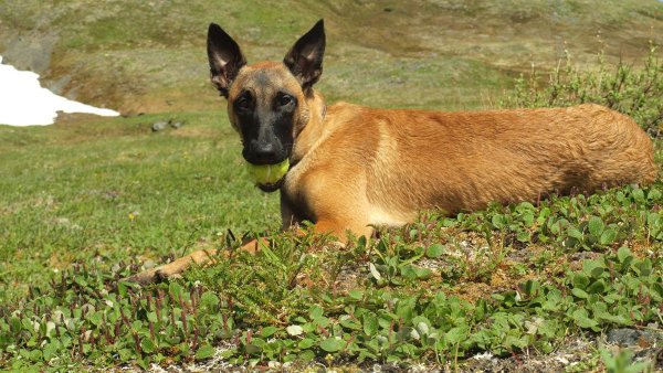 Safe Belgian Malinois in Anchorage, AK