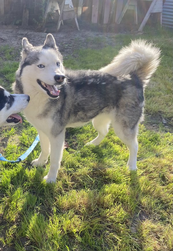 Safe Siberian Husky in Watsonville, CA