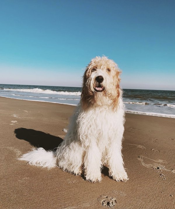 Safe Poodle in Charleston, SC