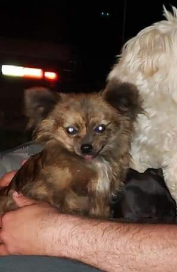 Safe Pomeranian in WYNNE, AR