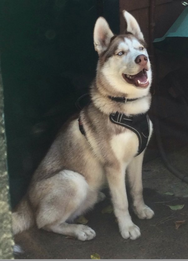 Safe Siberian Husky in Los Angeles, CA