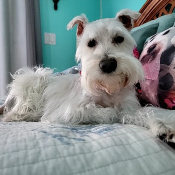 Safe Miniature Schnauzer in Miami, FL