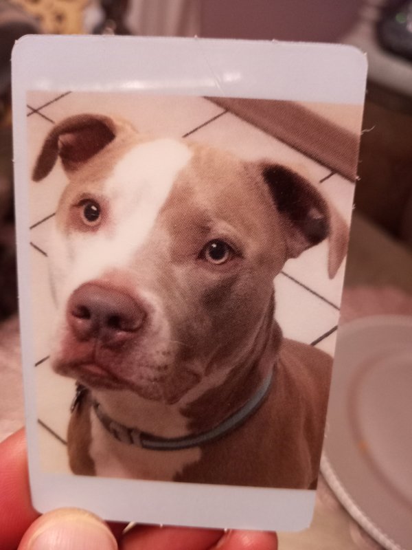 Safe Pit Bull in Murphy, NC US