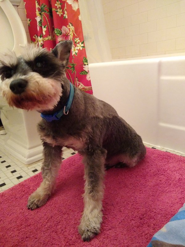 Safe Miniature Schnauzer in Miami, FL