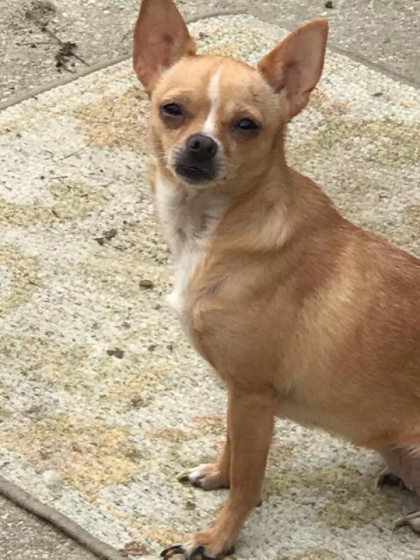 Safe Chihuahua in San Antonio, TX
