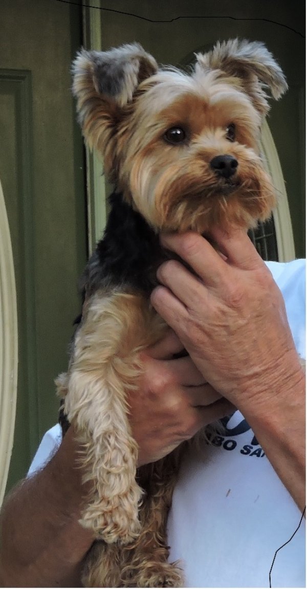 Safe Yorkshire Terrier in Tulsa, OK